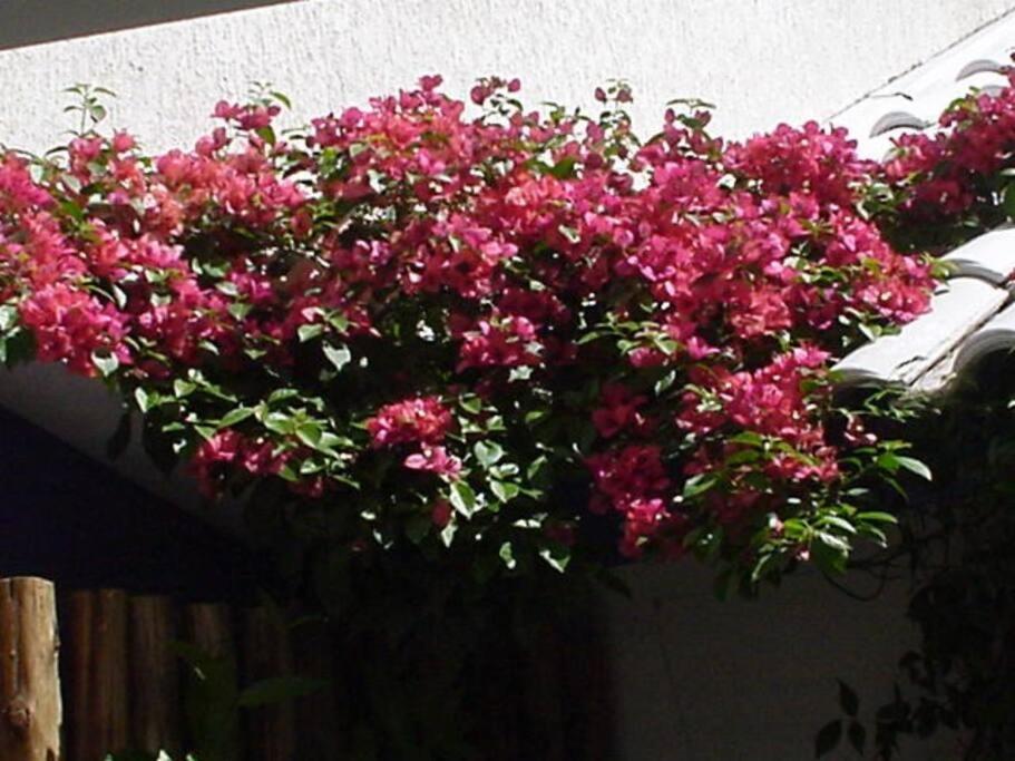 Morada Das Flores Porto Alegre Exterior foto